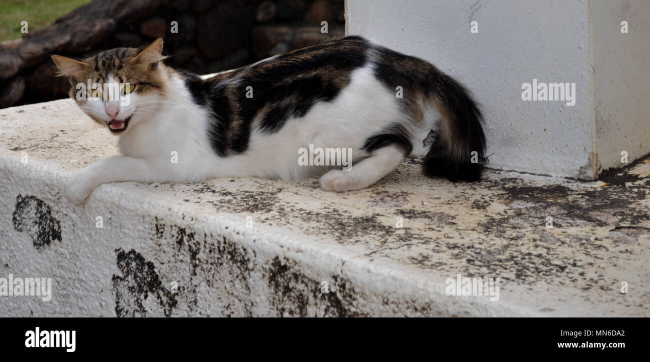 Angry Cat Hissing Stock Photo Alamy