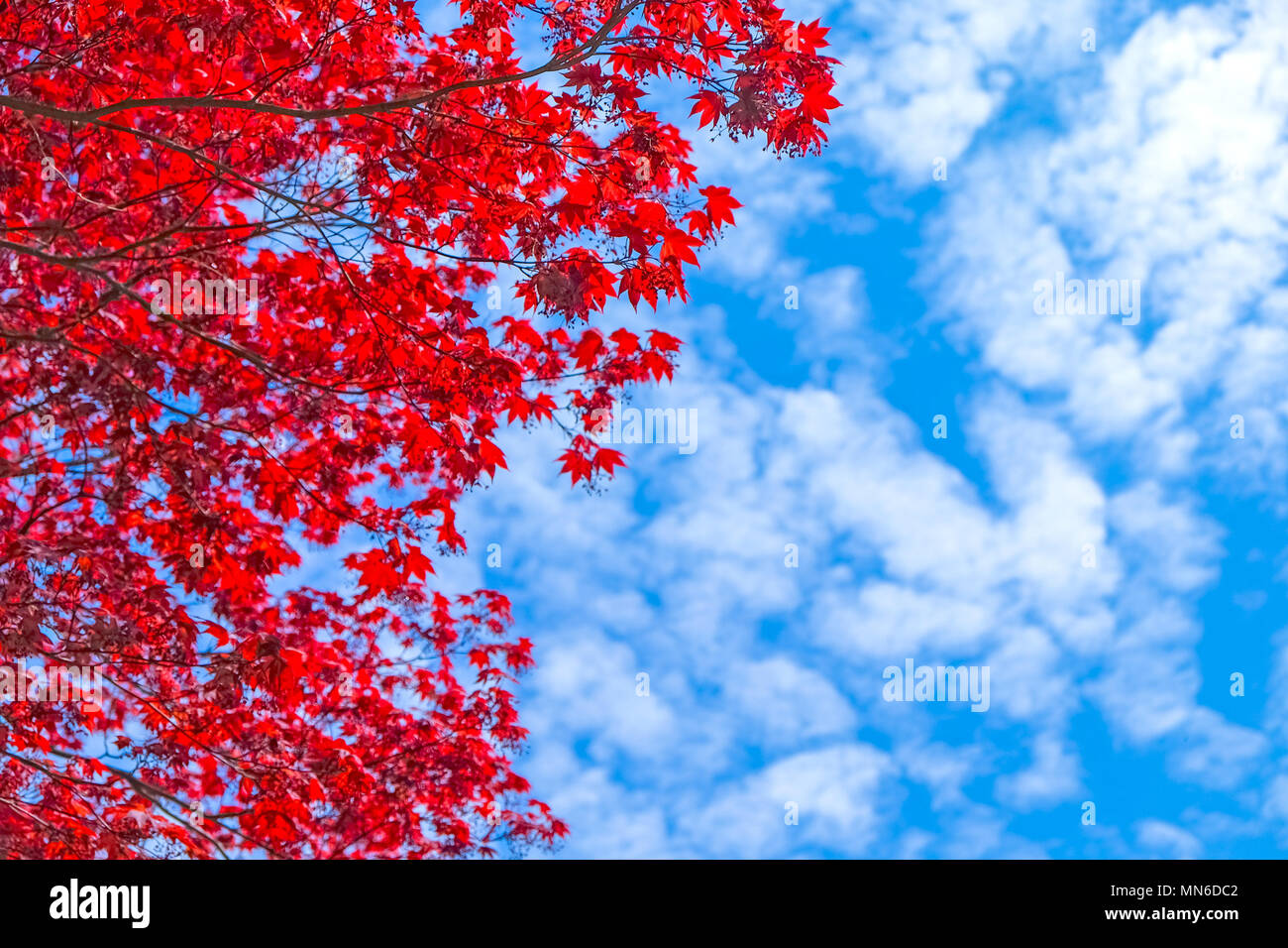 Beautiful pavement bright color hi-res stock photography and images - Alamy
