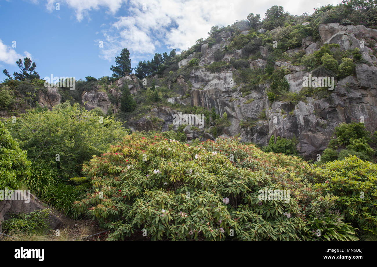 Rugged blue stone rock face at the Lady Thorn Dell in Dunedin, New ...