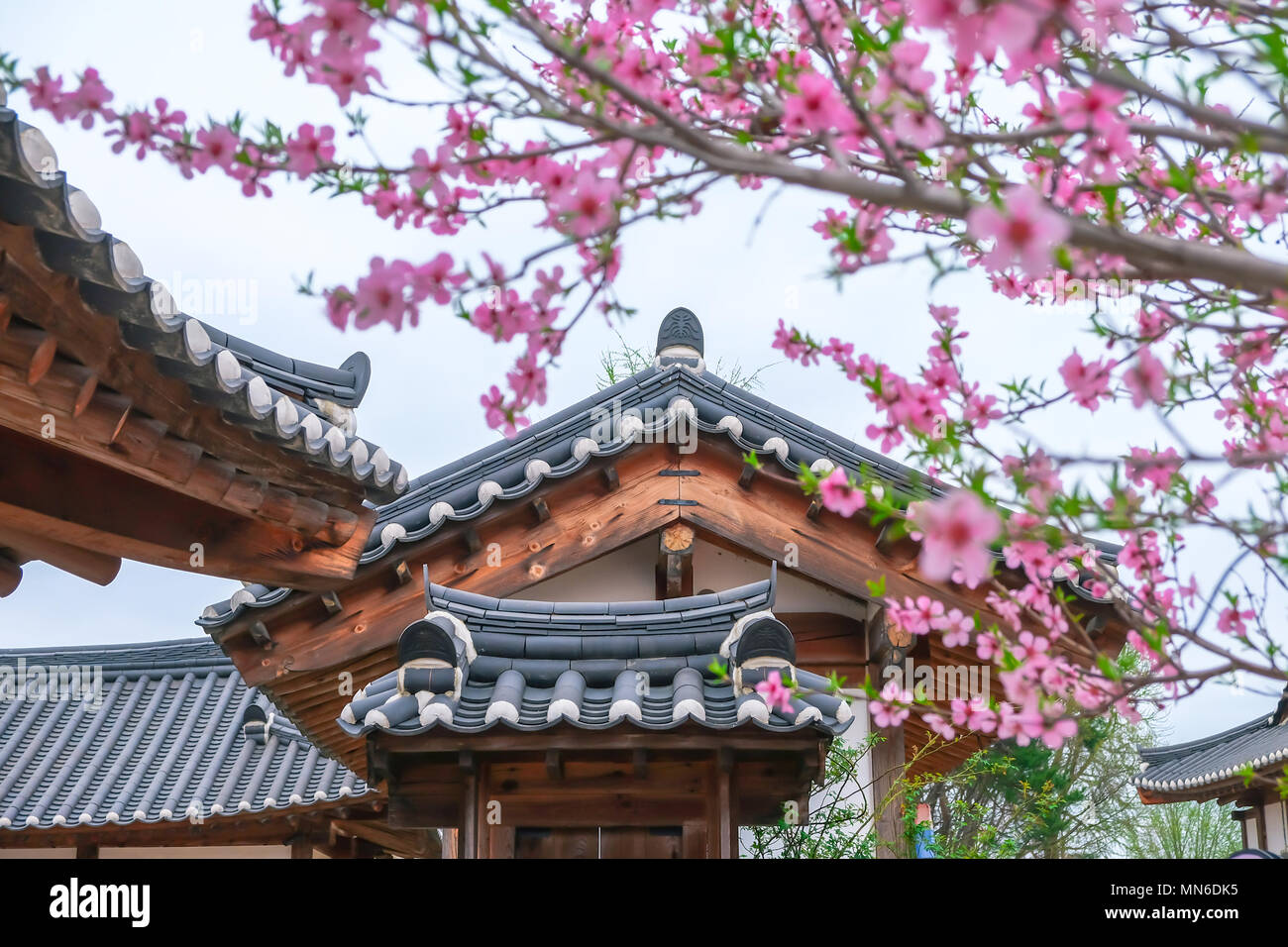 Korean building with beautiful cherry blossom, South Korea. Stock Photo