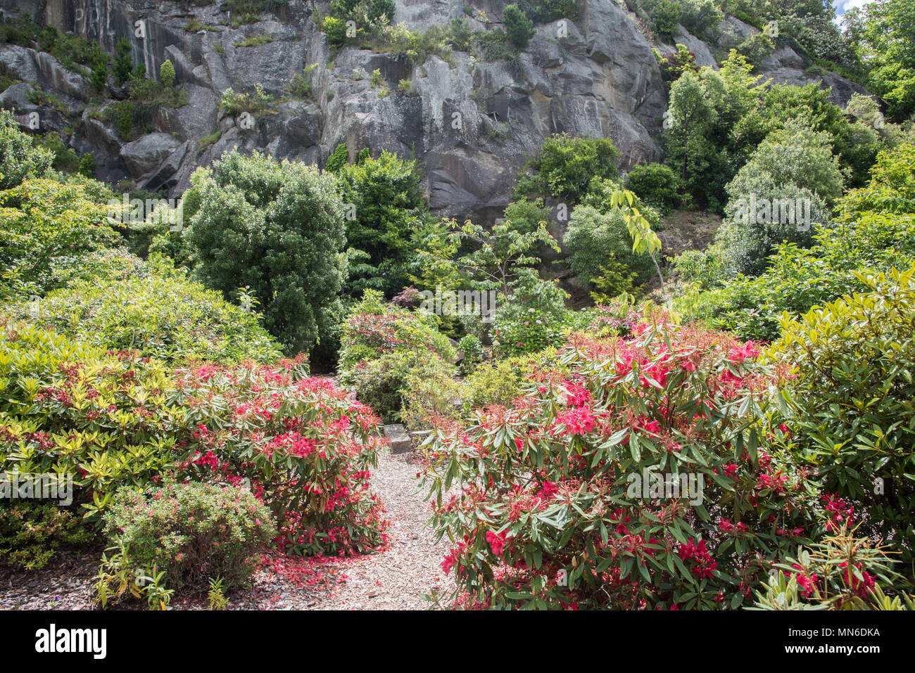 Lady Thorn Dell Rhododendron free public garden with flowering plants, trees and natural rock face in Port Chalmers, Dunedin, New Zealand Stock Photo
