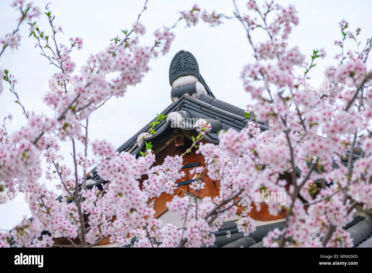 Korean building with beautiful cherry blossom, South Korea. Stock Photo