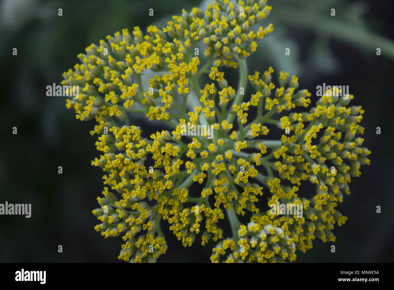 macro of flower with yellow tips Stock Photo