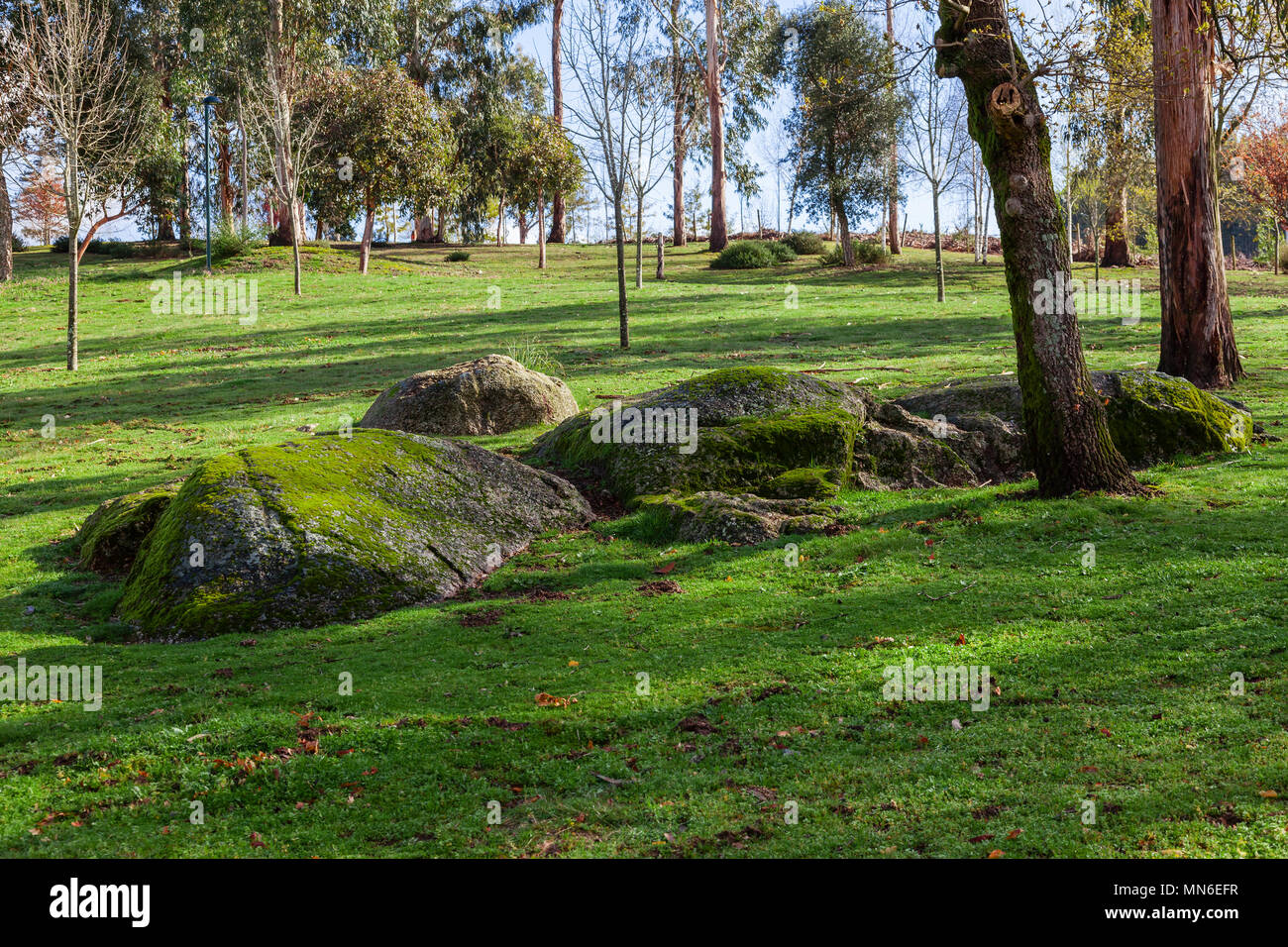 Large green grass lawn, trees and granite boulders in Parque da Devesa Urban City Park. Vila Nova de Famalicao, Portugal Stock Photo