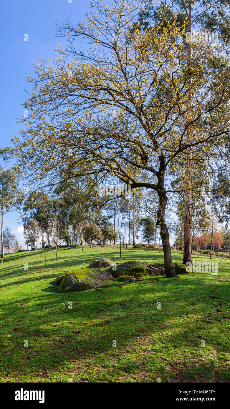 Large green grass lawn, trees and granite boulders in Parque da Devesa Urban City Park. Vila Nova de Famalicao, Portugal Stock Photo