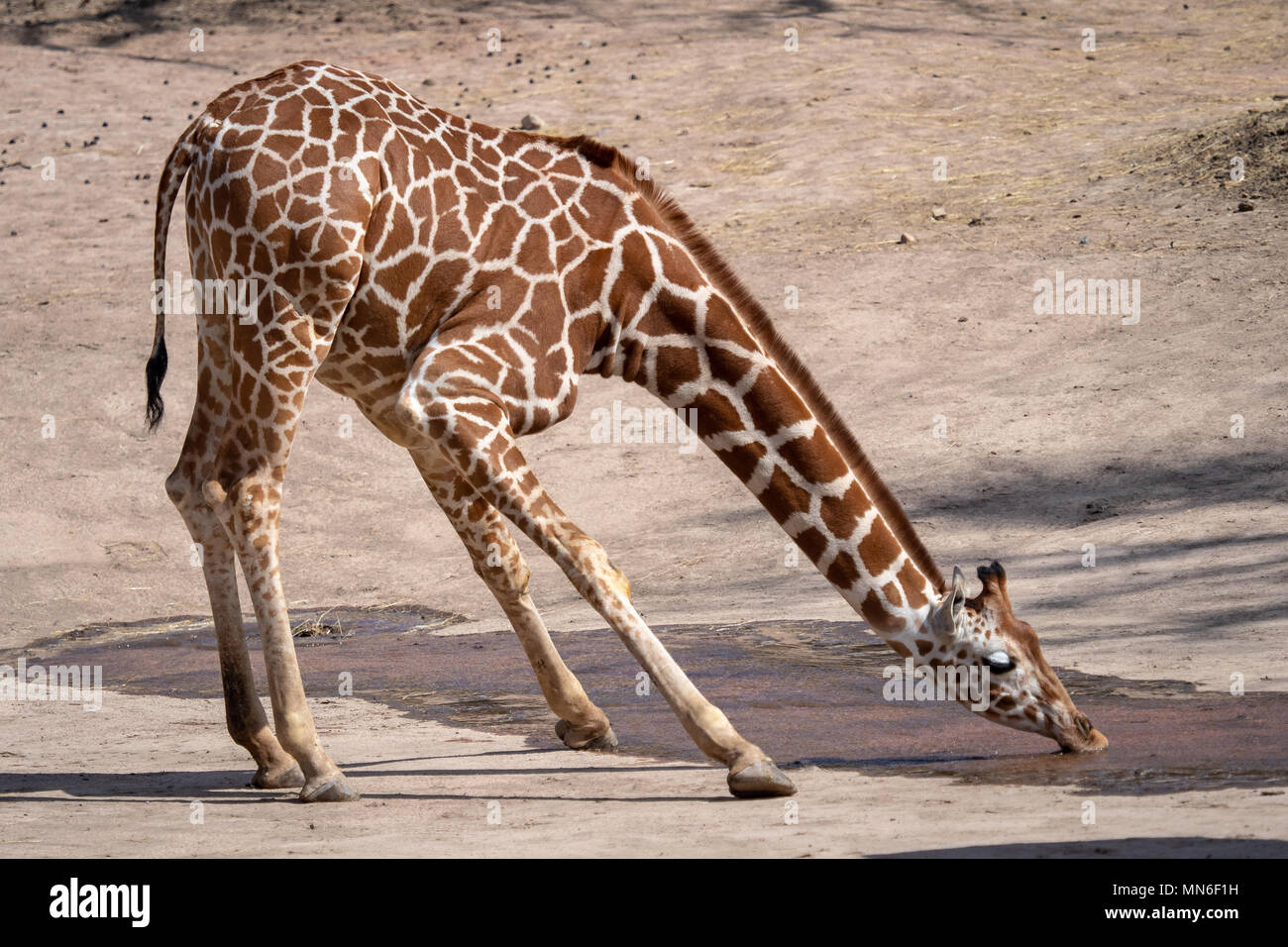 One giraffe drinking water in the dry landscape Stock Photo
