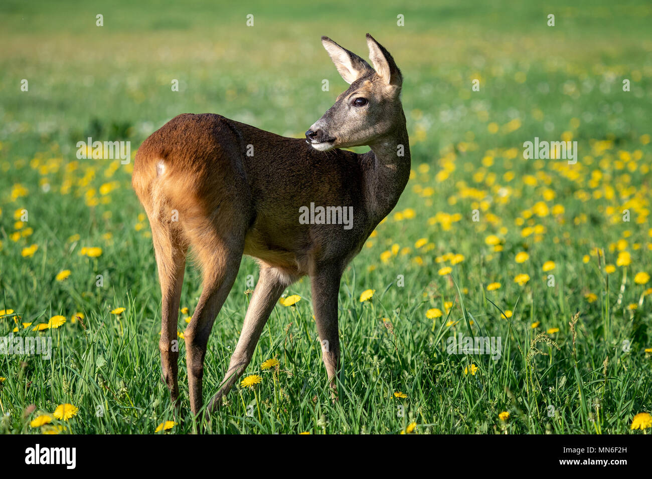 Roe deer fawns and spring hi-res stock photography and images - Alamy