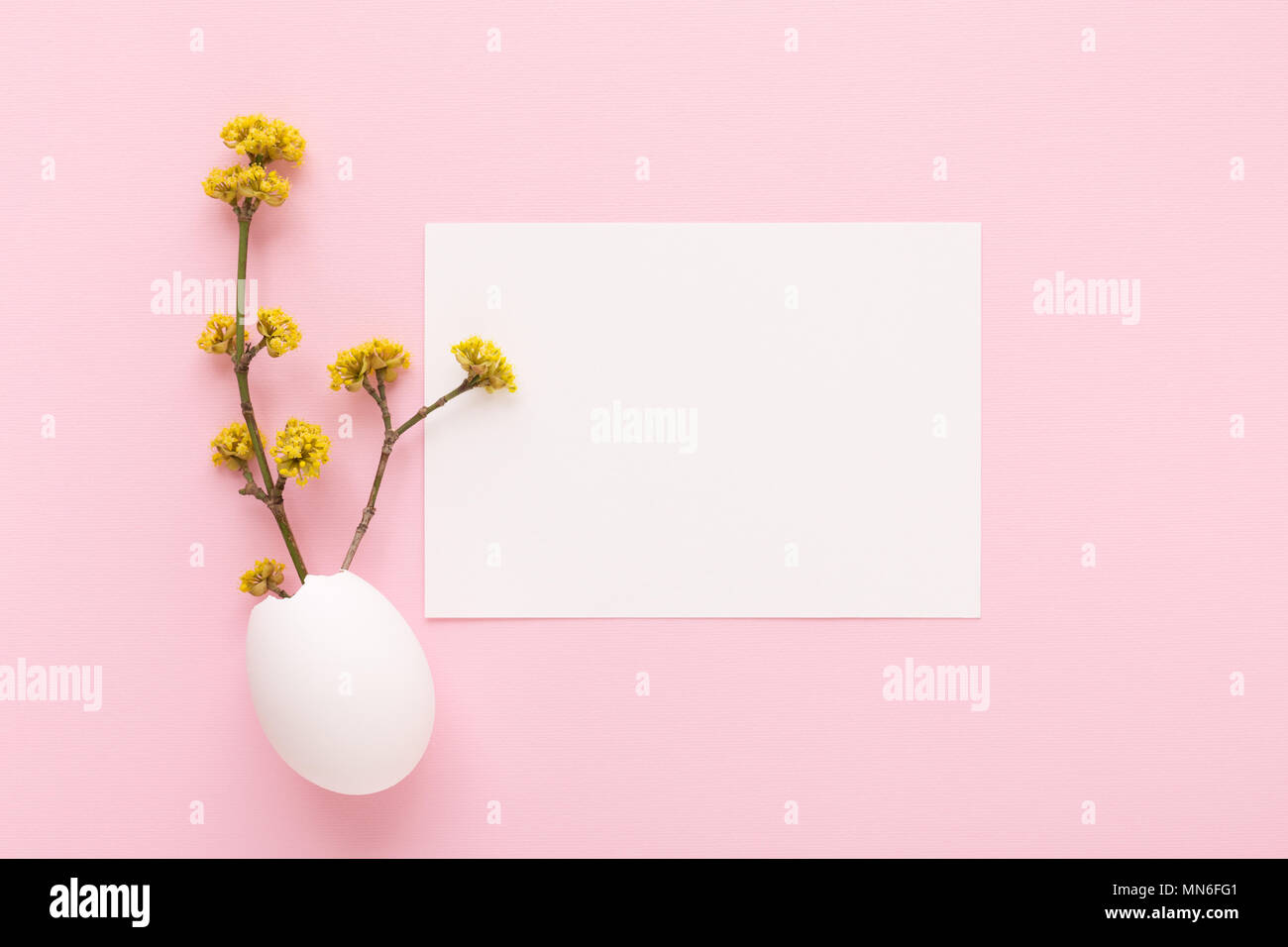 Mockup with white card and blooming branches in eggshell on pink background. Spring and Easter greeting card concept. Top view. Stock Photo