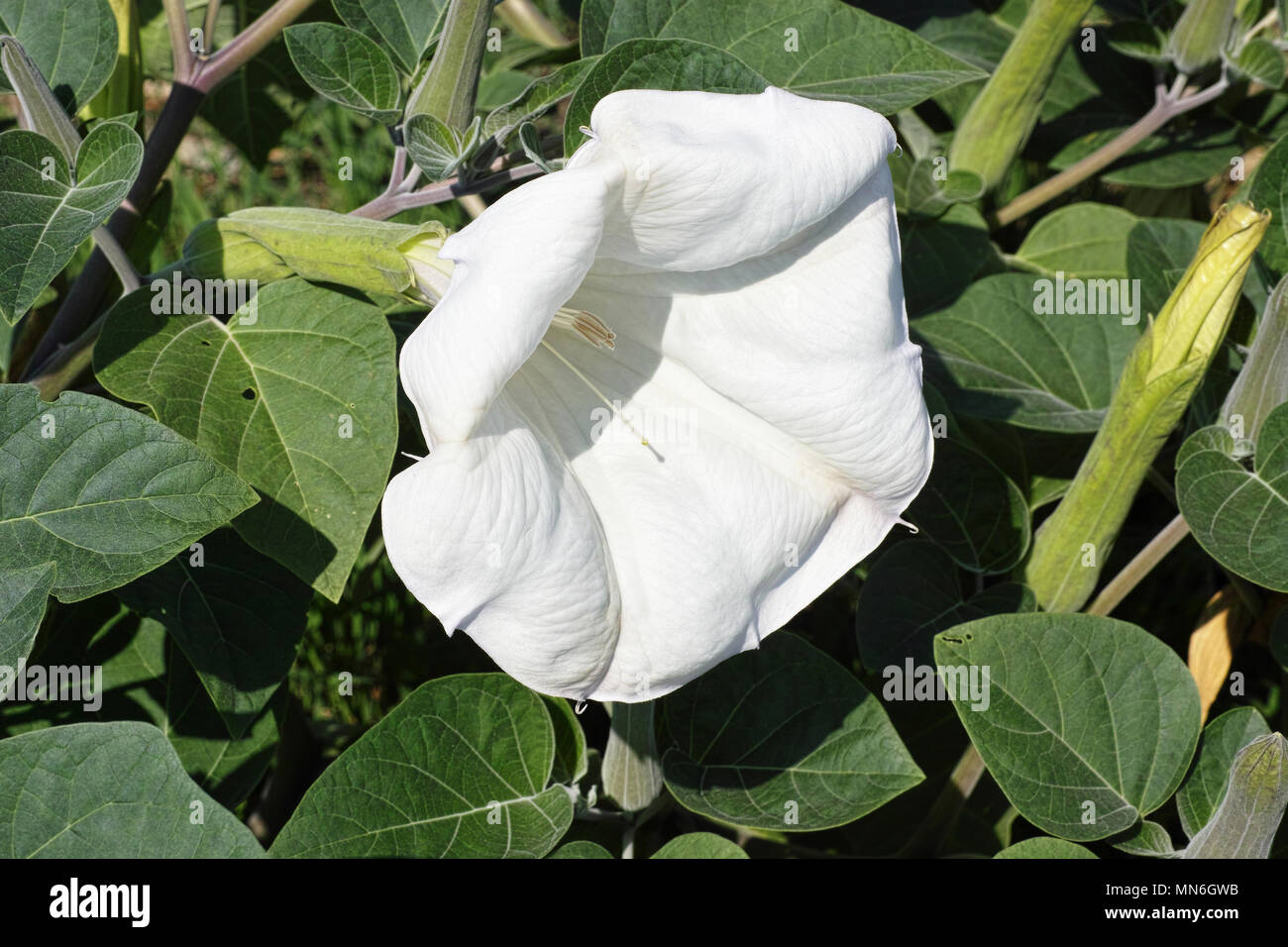 flower and leaves of devil's trumpet plant Stock Photo