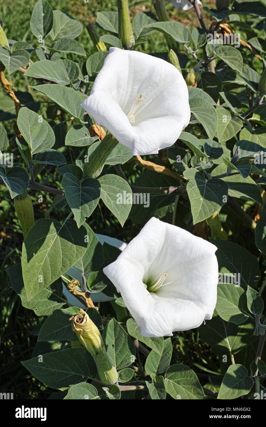 devil's trumpet plant, flowers and leaves Stock Photo