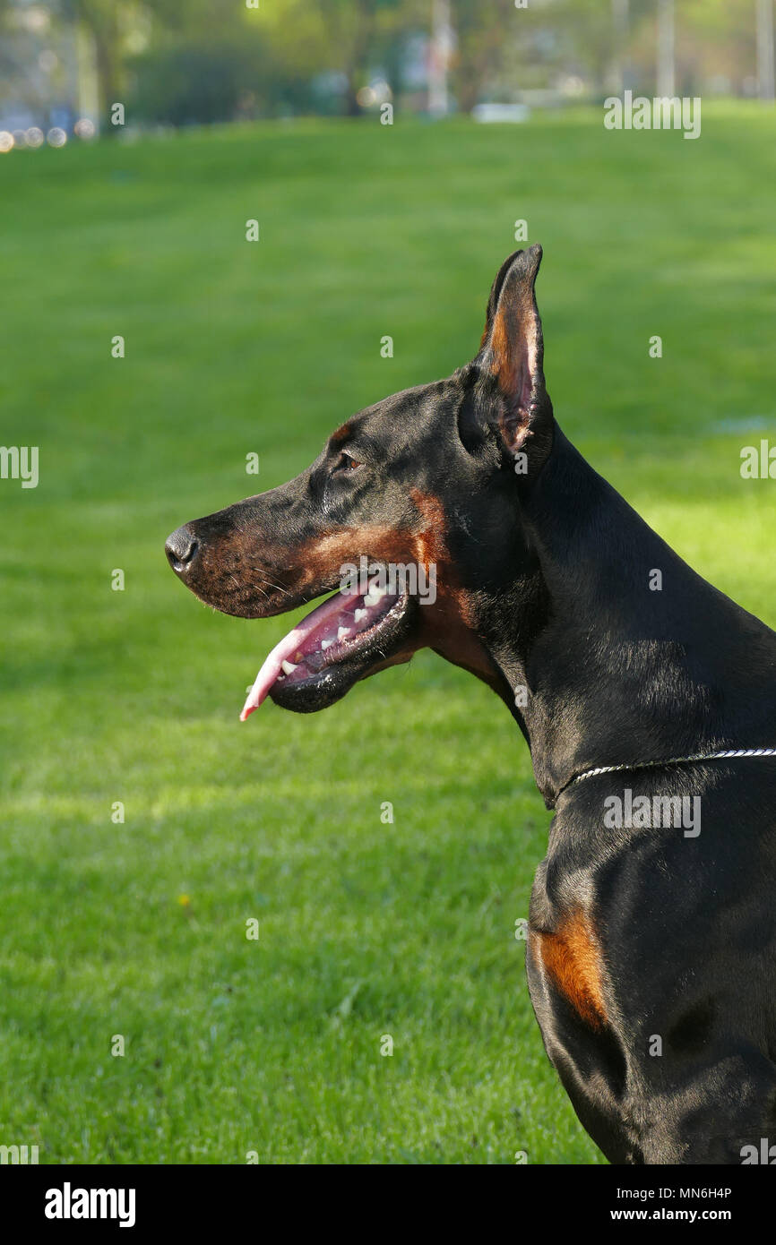 Big Black Dog Outdoors Stock Photo - Alamy