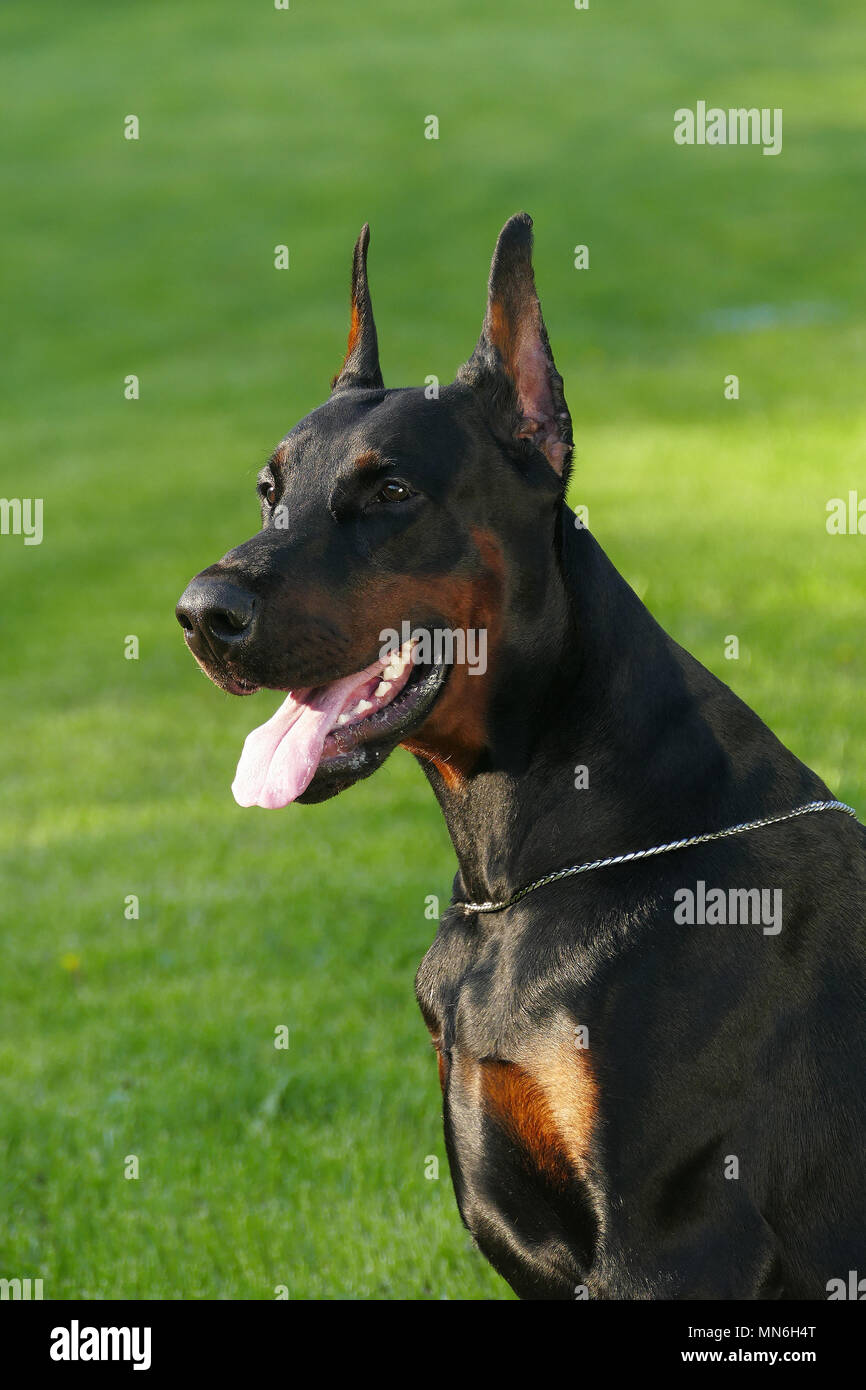 Big black dog outdoors Stock Photo
