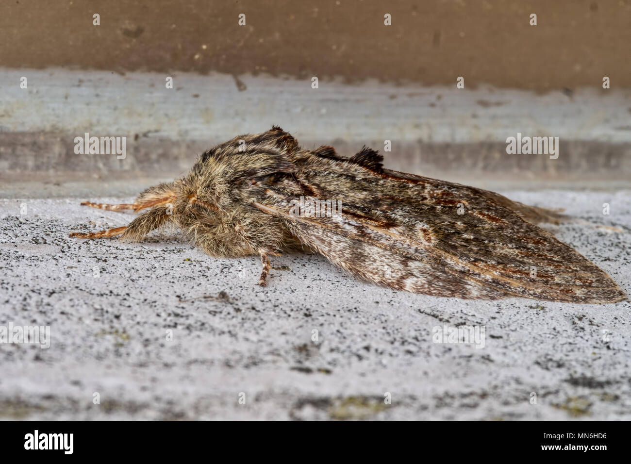 Peridea anceps. European moth. Stock Photo