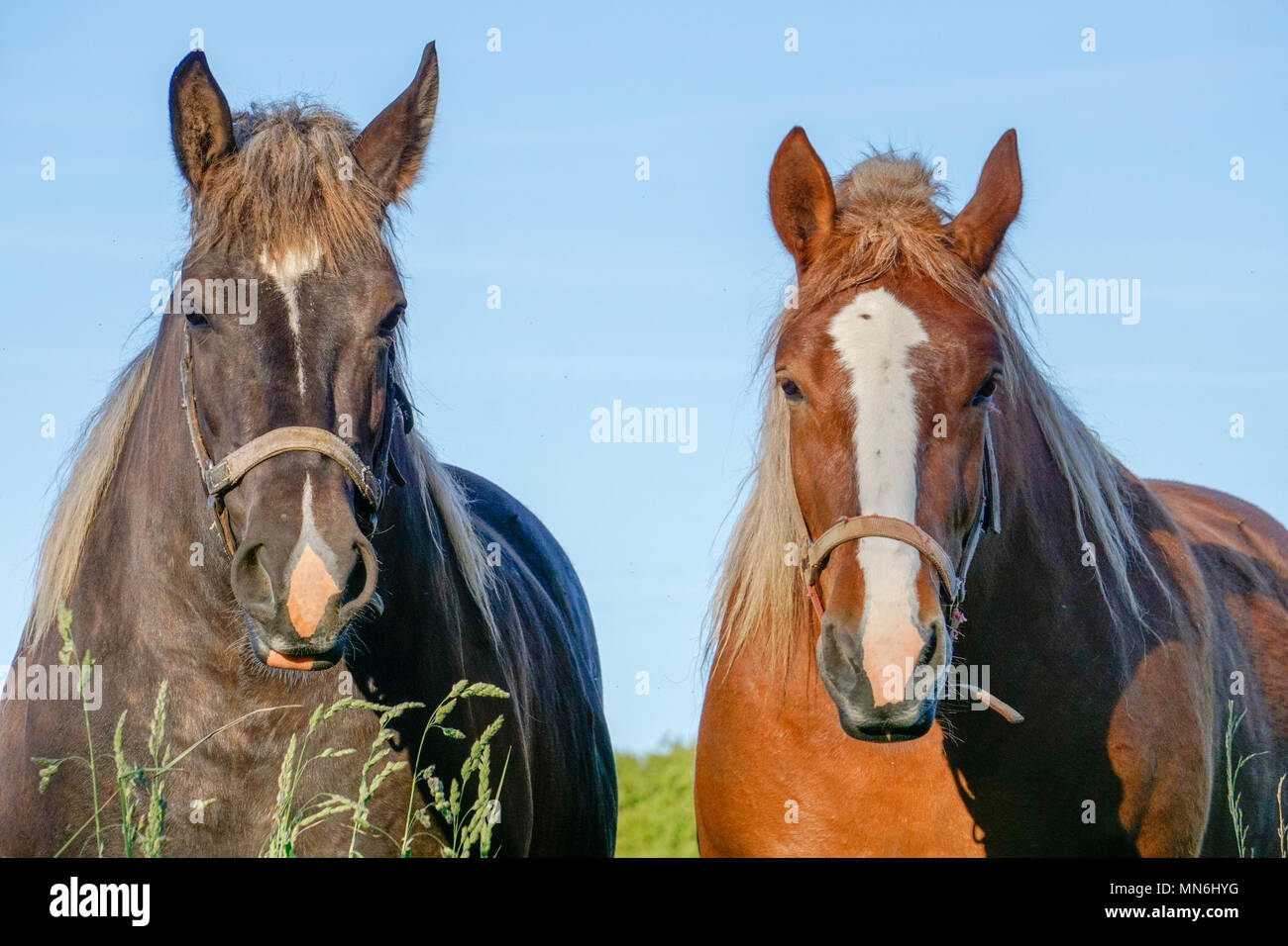 The two horses look Stock Photo
