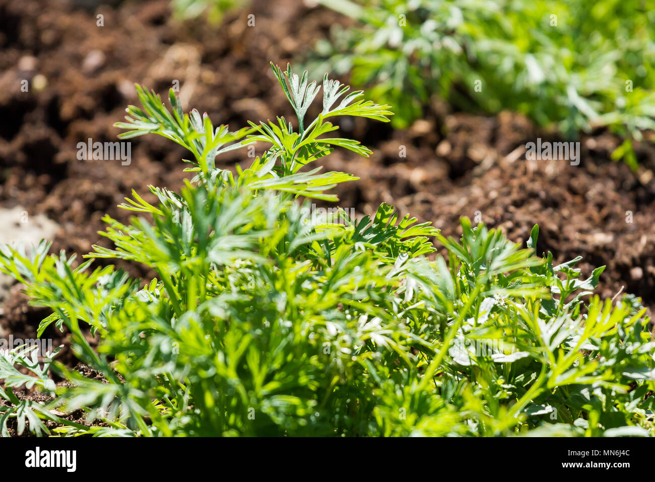 California poppy leaves beginning to grow in a garden in spring, Dorset, United Kingdom Stock Photo