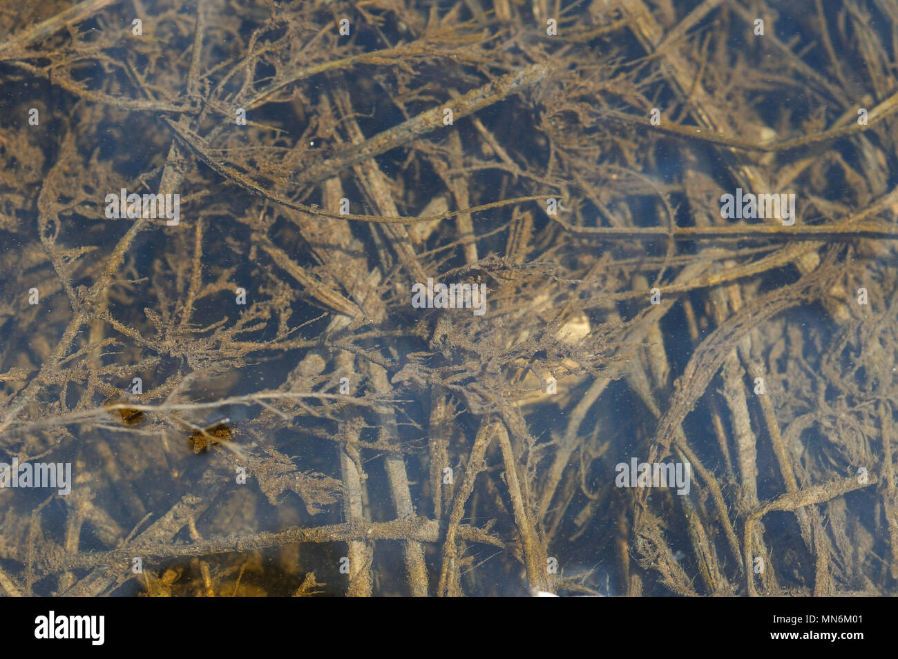 Dry field grass under running melt water, covered with ooze and slime. Stock Photo