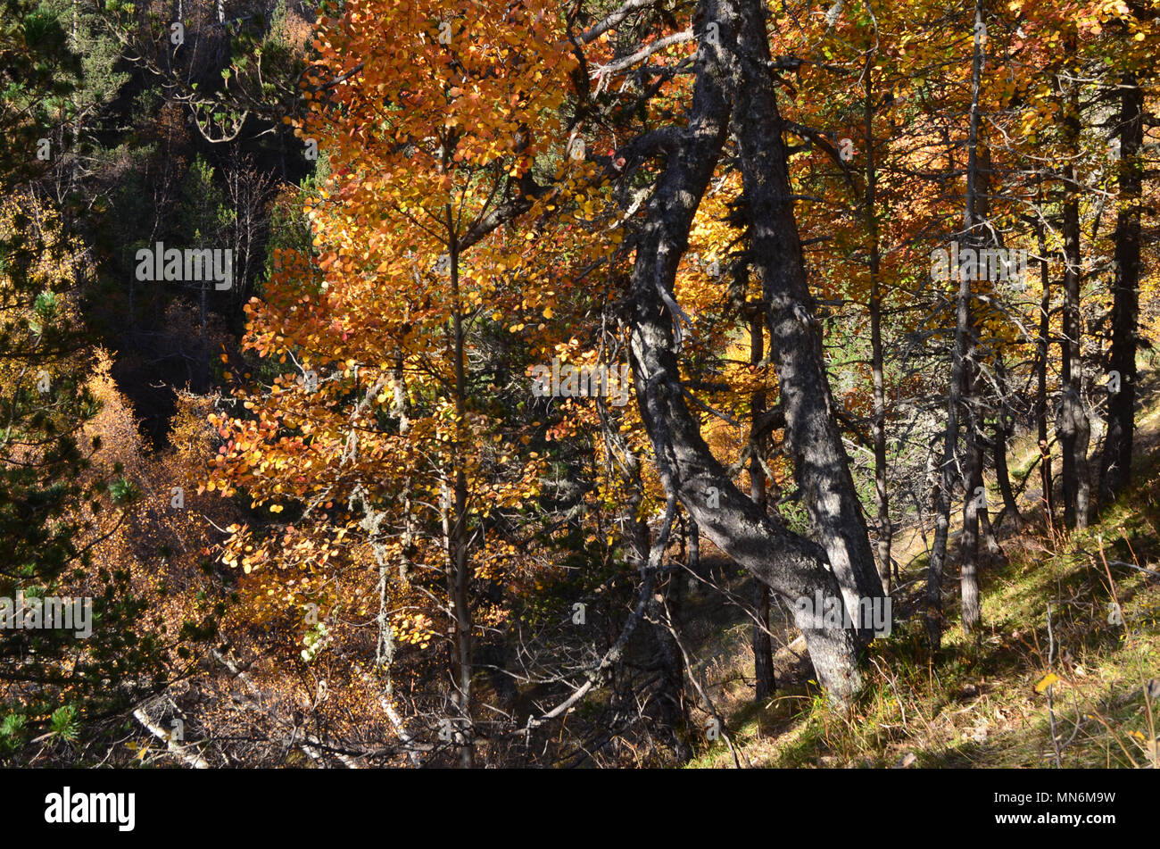Autumn colors in the mixed forests of Posets-Maladeta Natural Park, Spanish Pyrenees Stock Photo