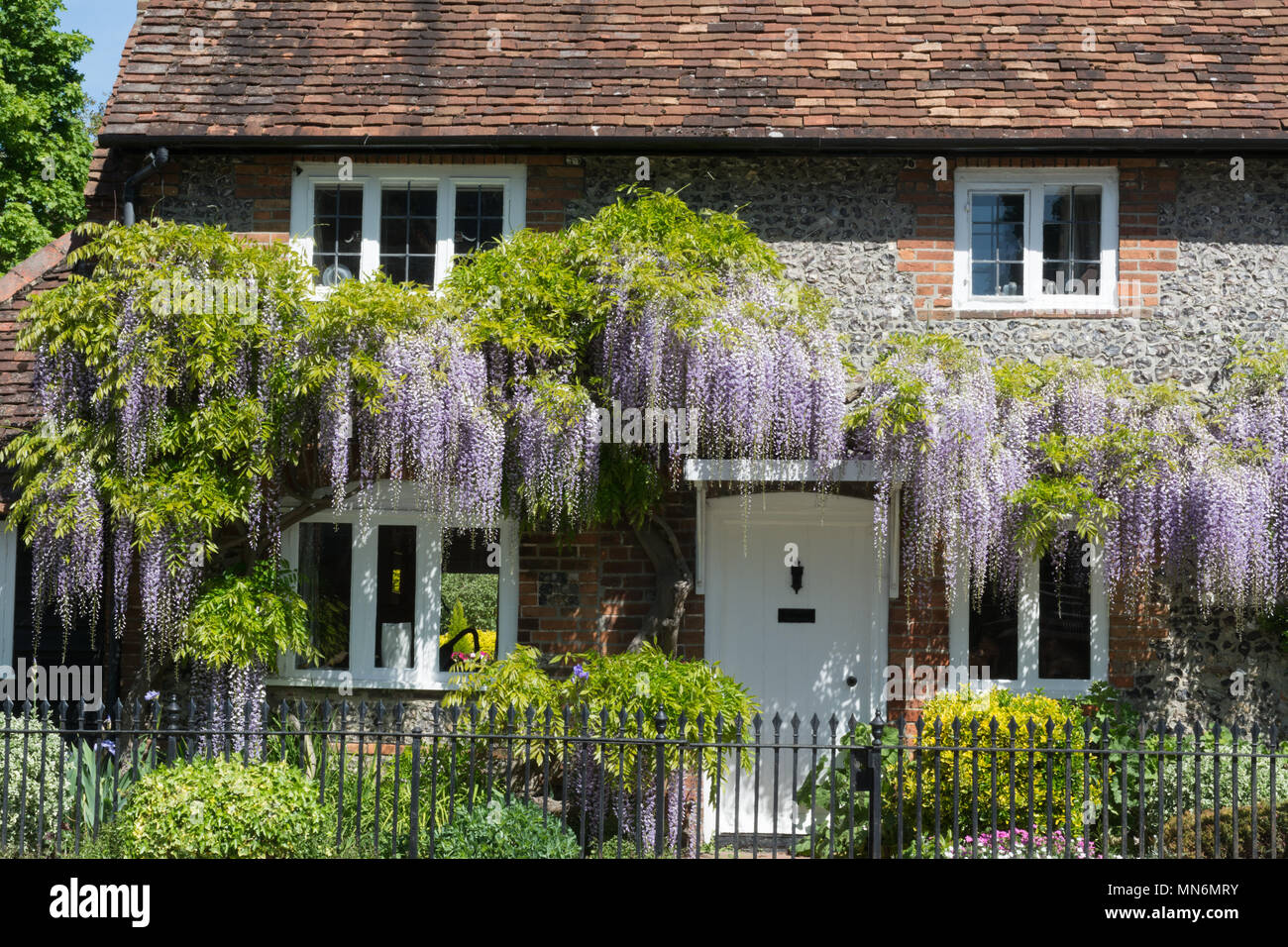 Cottage covered in flowering wisteria during spring in Goring-on-Thames in  Oxfordshire, UK Stock Photo - Alamy