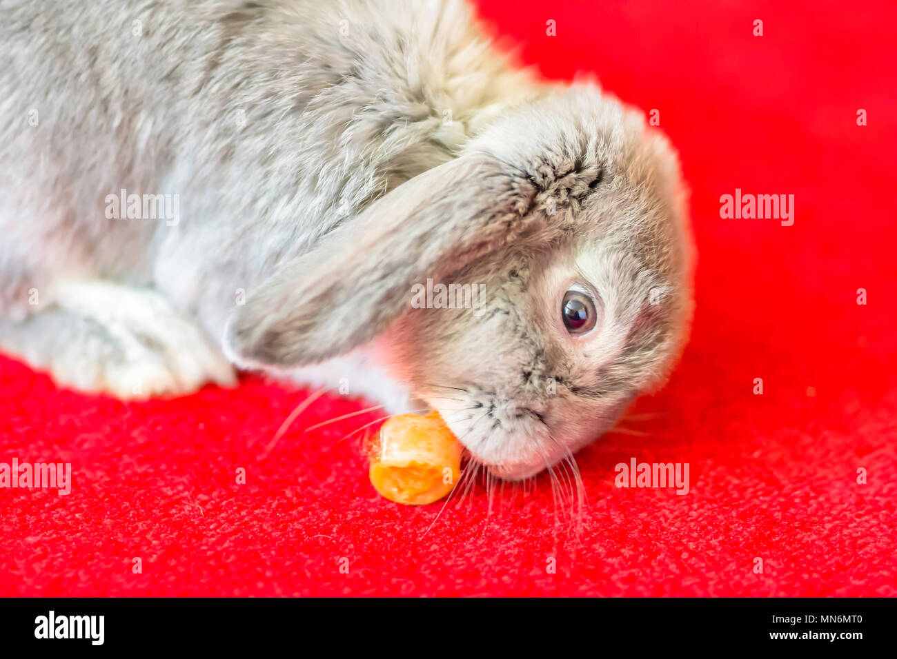 Grey rabbit eating carrot on red carpet.Cute and fluffy animal at home.Pets uk.Funny animals.Long haired silver bunny on room floor.Adorable animal. Stock Photo