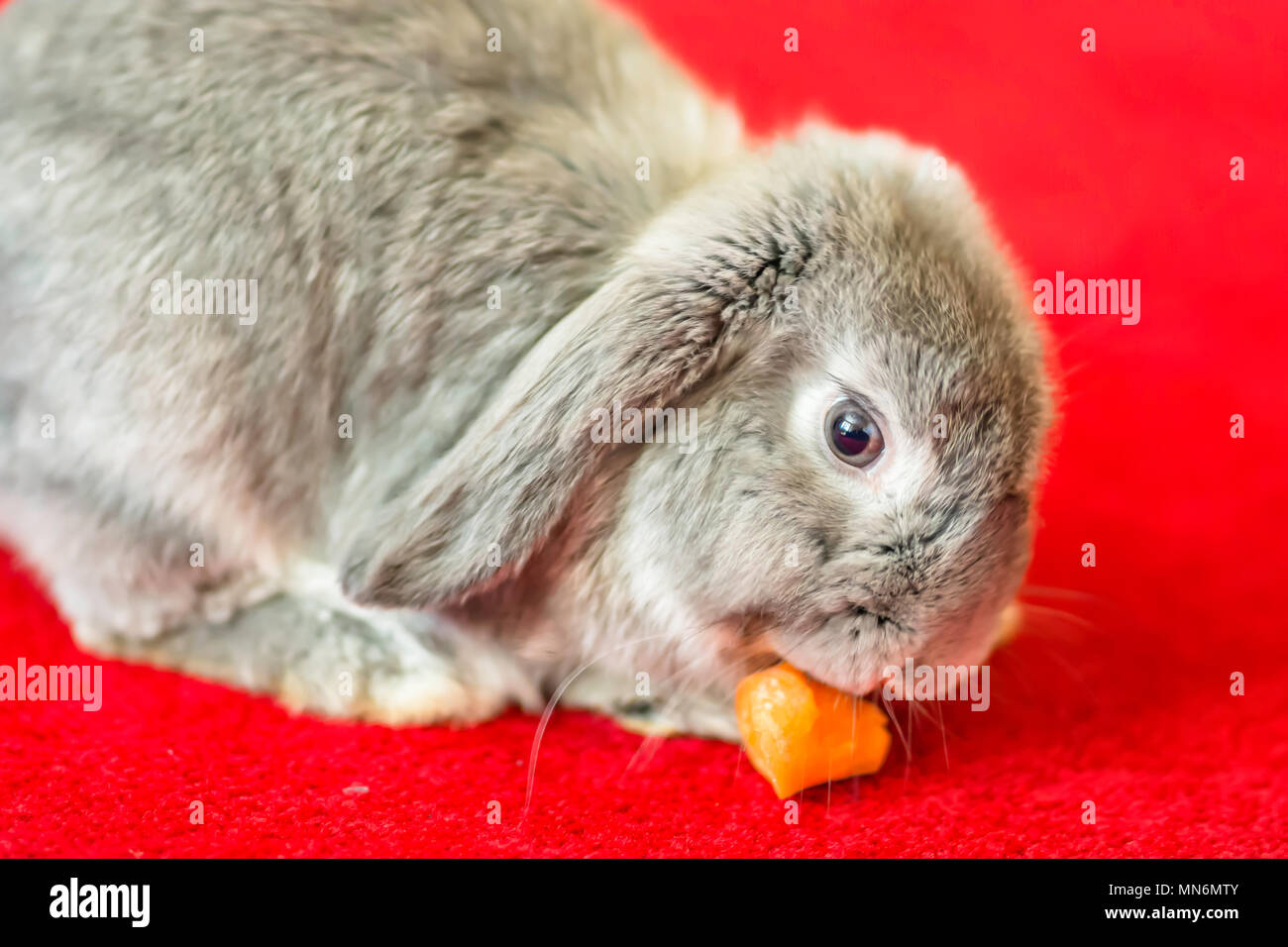 Red furry animals hires stock photography and images Alamy