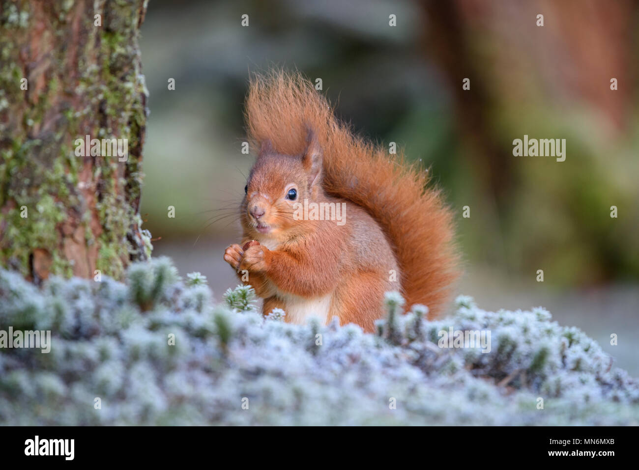 Squirrel on a winter morning near Lockerbie. Scotland. Stock Photo
