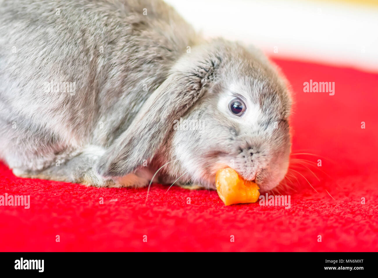 Grey rabbit eating carrot on red carpet.Cute and fluffy animal at home.Pets uk.Long haired silver bunny on room floor.Funny animals.Pet portrait. Stock Photo