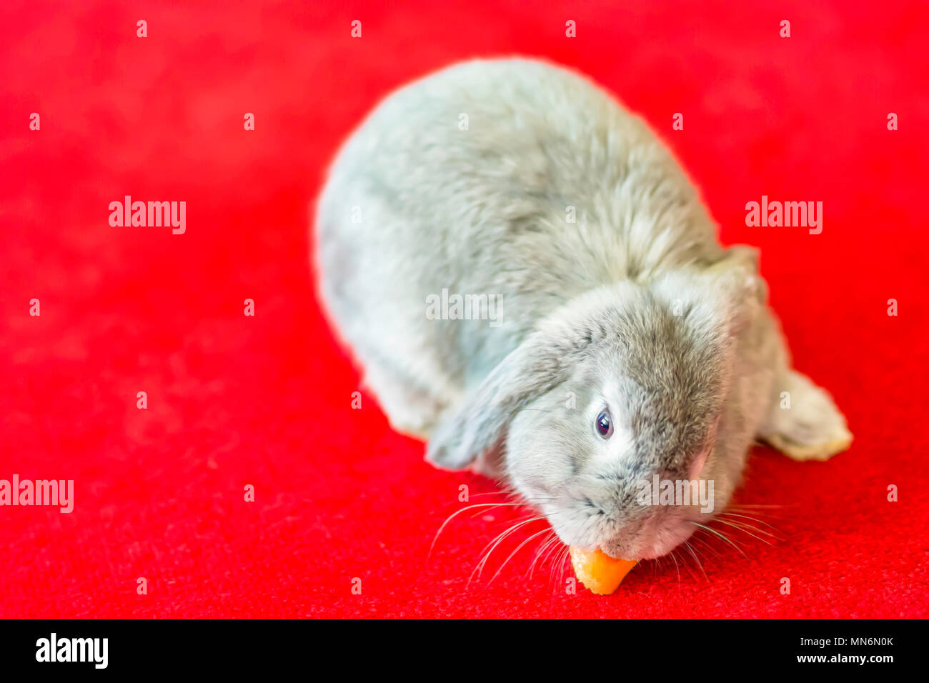 Grey rabbit eating carrot on red carpet.Cute and fluffy animal at home.Pets uk.Silver long haired bunny on room floor.Funny animals.Adorable pet Uk. Stock Photo