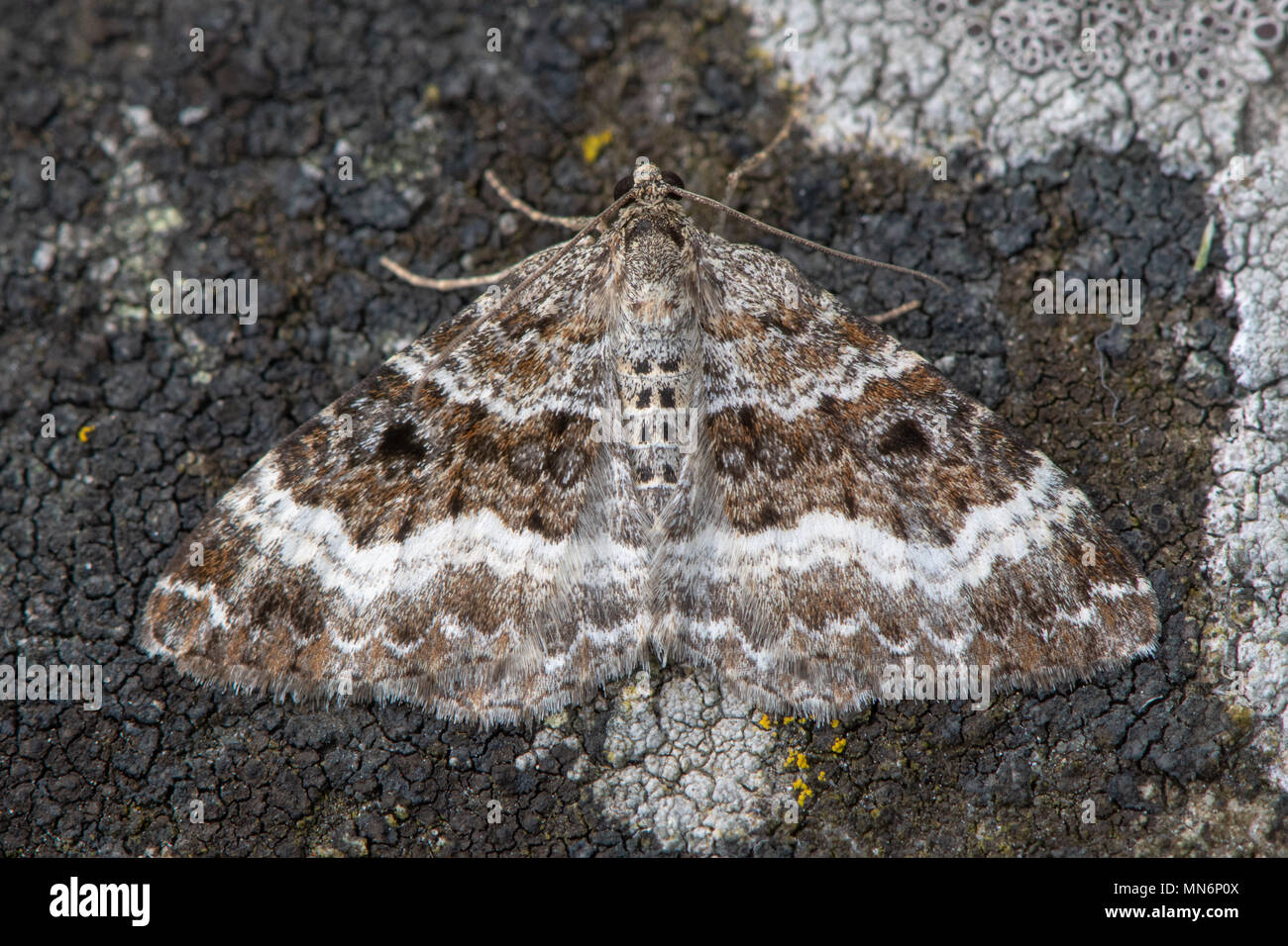 Common carpet moth (Epirrhoe alternata) on lichen. British insect in the family Geometridae, the geometer moths, camouflaged against lichen Stock Photo