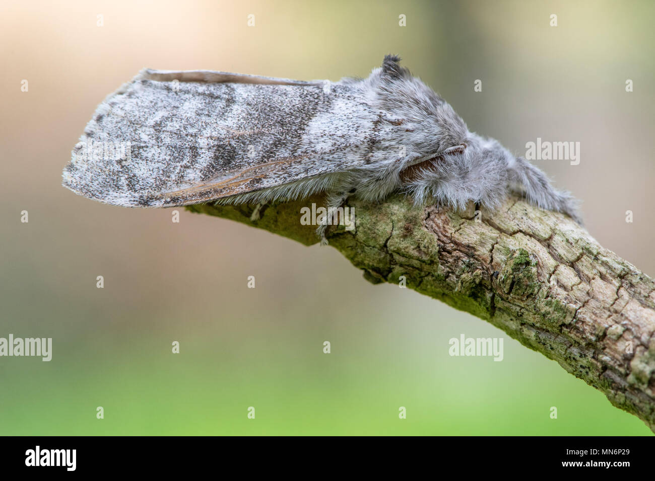 Pale tussock moth (Calliteara pudibunda) at rest. Female insect in the family Erebidae with forward-facing furry legs Stock Photo