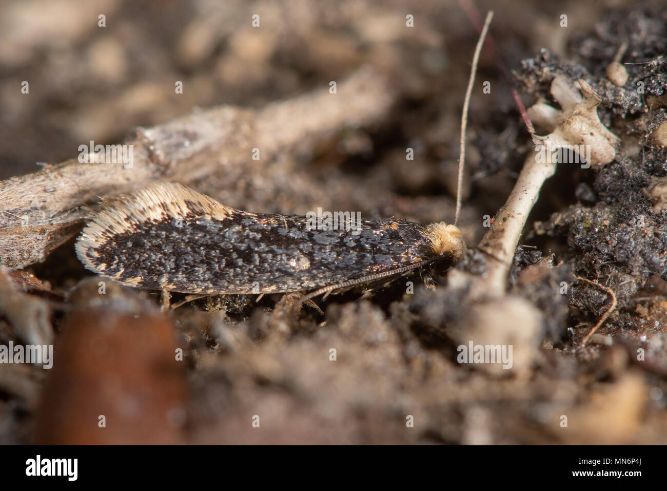 Skin moth (Monopis laevigella) adult on owl pellet. Small insect in the family Tineidae, one of many around owl pellets under barn owl nest Stock Photo