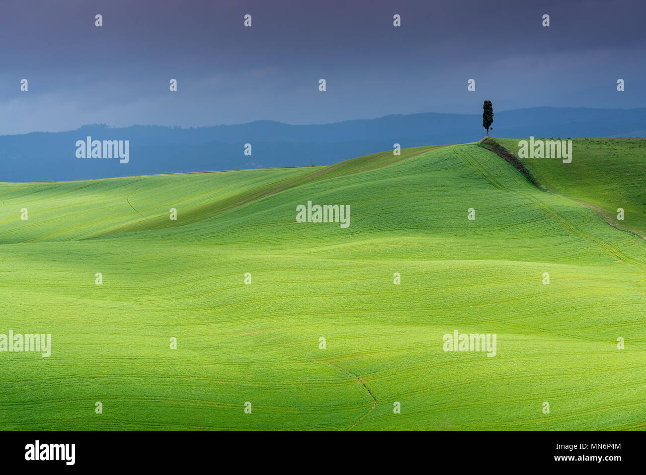 Tuscany landscape, lonely tree, rolling hills with cloud shadows and sunlight on green grass in spring, Asciano, Crete Senesi, Tuscany, Italy Stock Photo