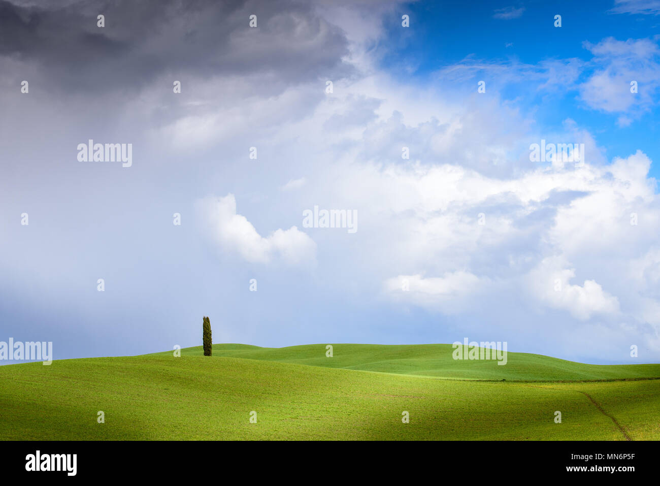 Tuscany Landscape Lonely Tree Rolling Hills With Cloud Shadows And