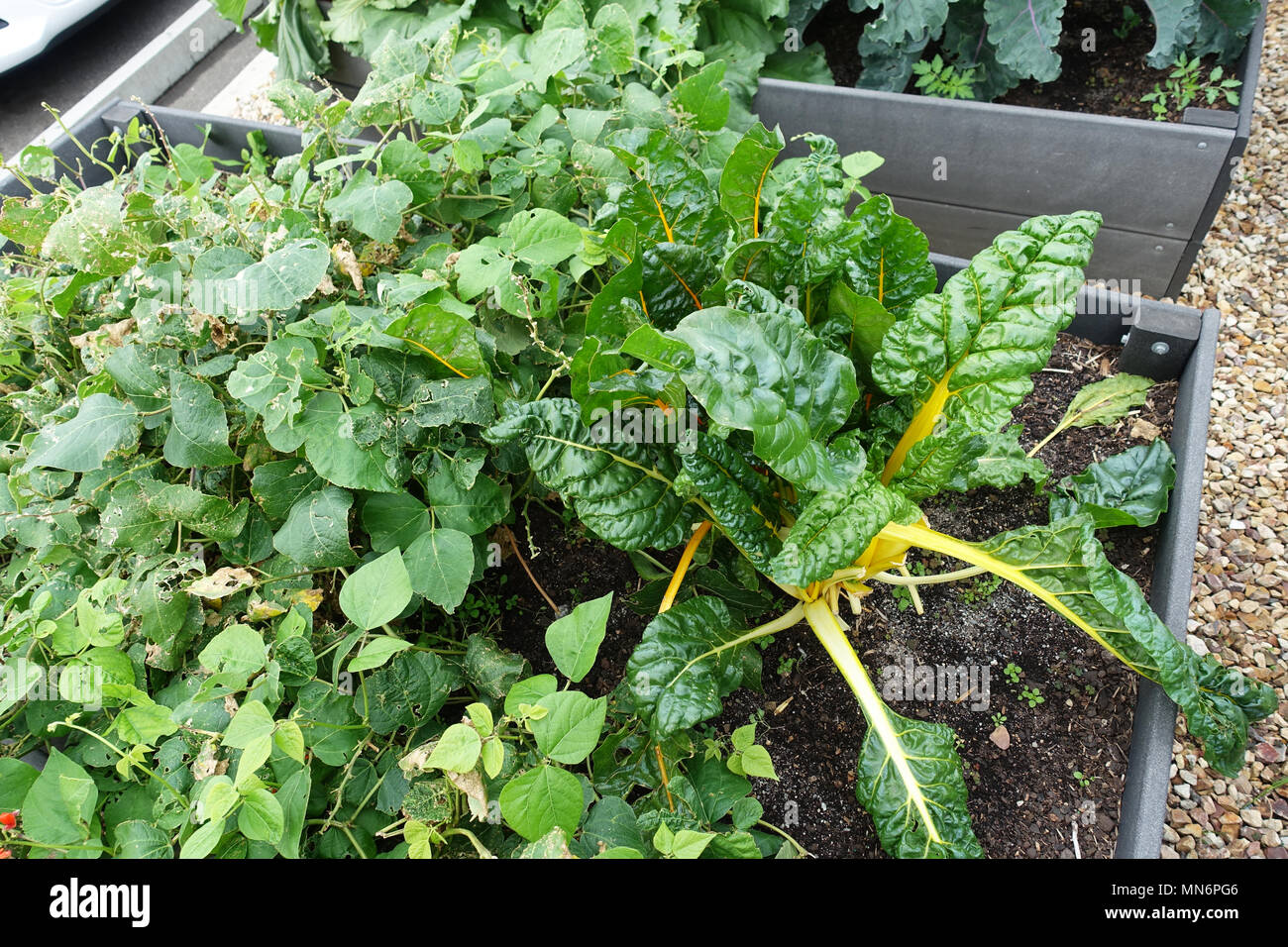 Beans and Swiss Chard growing on vegetable patch Stock Photo