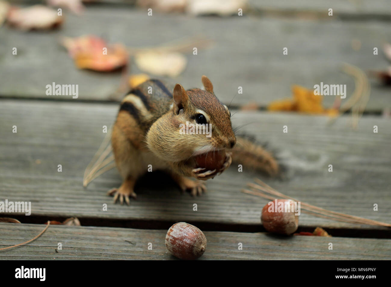 Cute chipmunk eating acorn hires stock photography and images Alamy