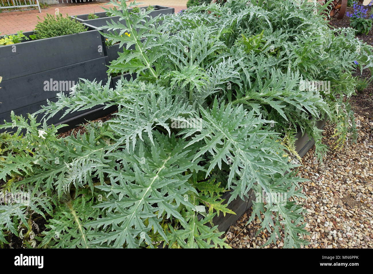 Globe artichoke, Cynara cardunculus var. scolymus, Cynara scolymus Stock Photo