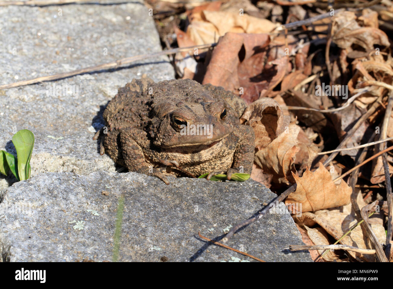 Close-up of a juvenile Fowler's toad (Anaxyrus fowleri) lounging on a garden stone beside leaf litter in spring Stock Photo