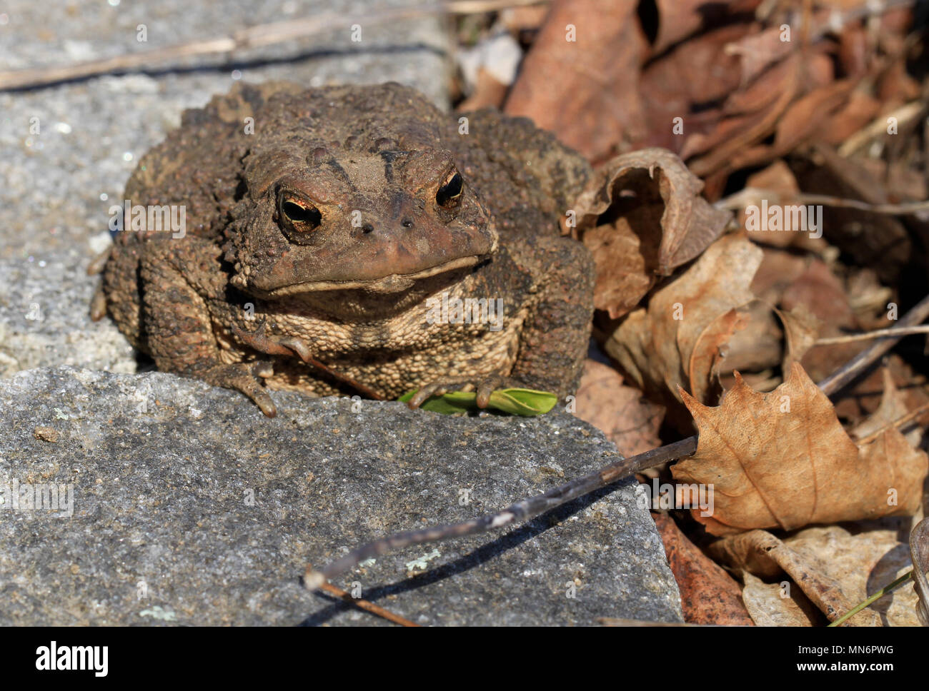Close-up of a juvenile Fowler's toad (Anaxyrus fowleri) lounging on a garden stone beside leaf litter in spring Stock Photo