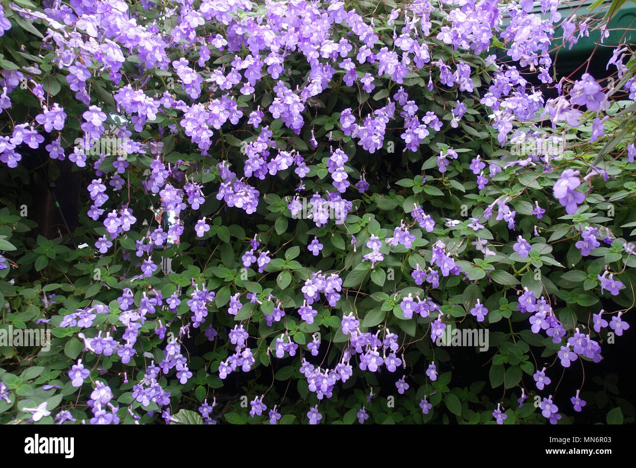 Streptocarpus caulescens or known as The Nodding Violets plant with blooming flowers Stock Photo