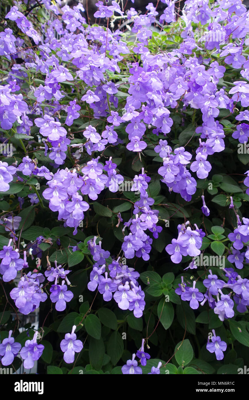 Streptocarpus caulescens or known as The Nodding Violets plant with blooming flowers Stock Photo