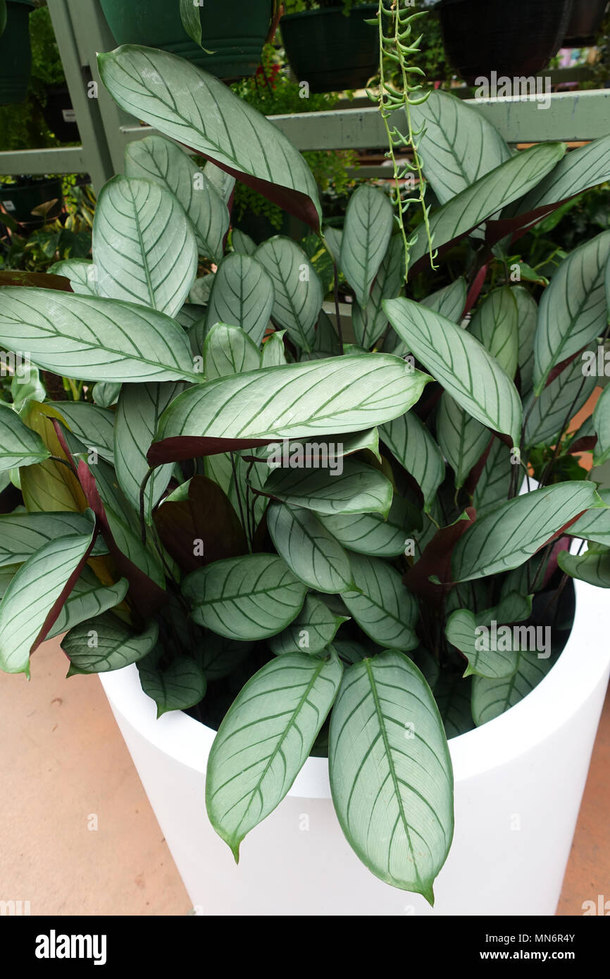 Ctenanthe setosa or known as  Grey Star plants Stock Photo