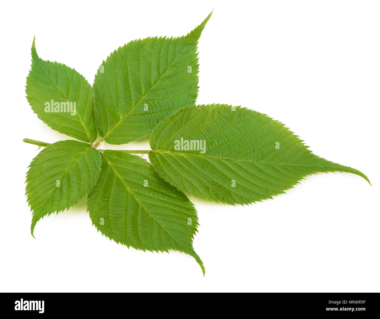 Blackberry leaf isolated on a white background with clipping path Stock