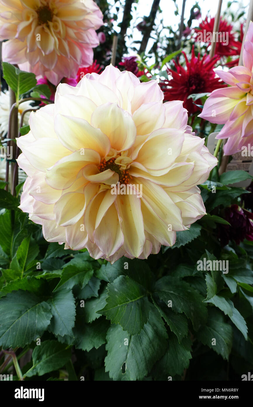 Dahlias Kotara in full bloom Stock Photo