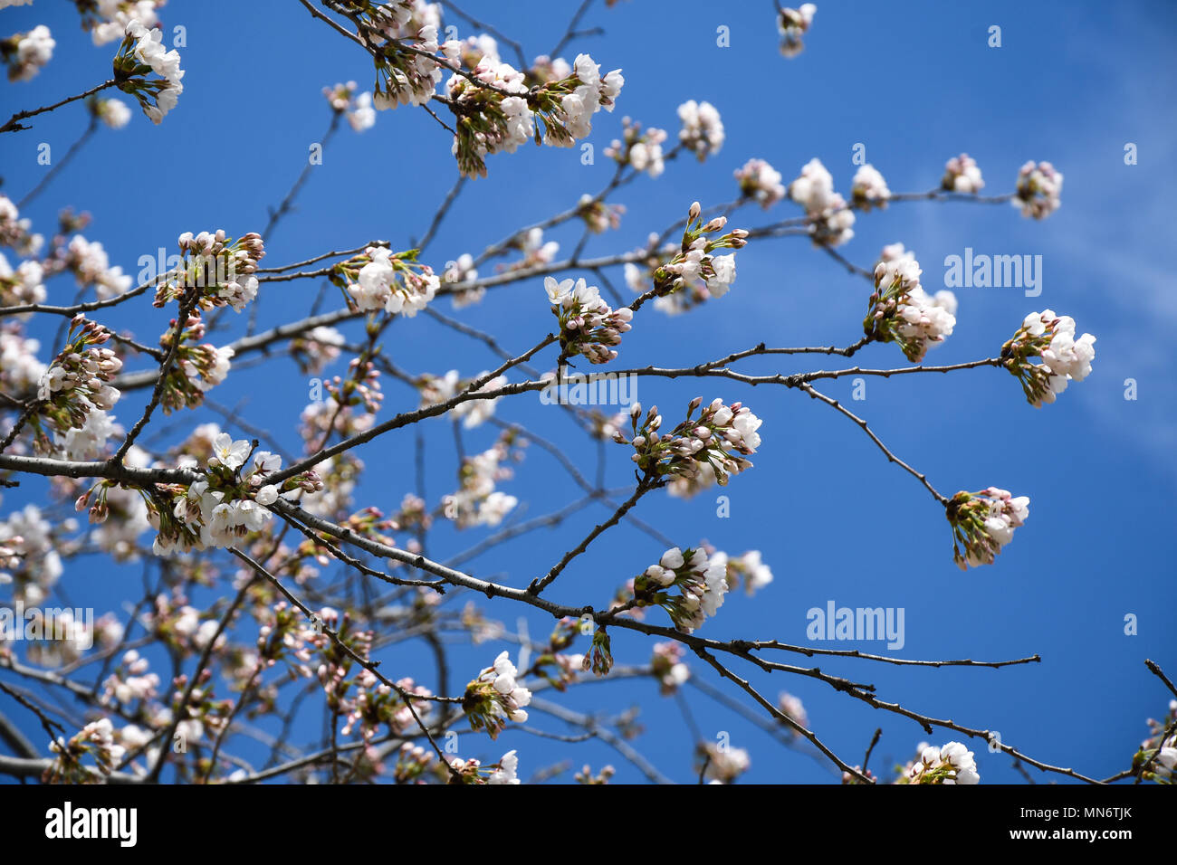 Cloud gardens toronto hi-res stock photography and images - Alamy