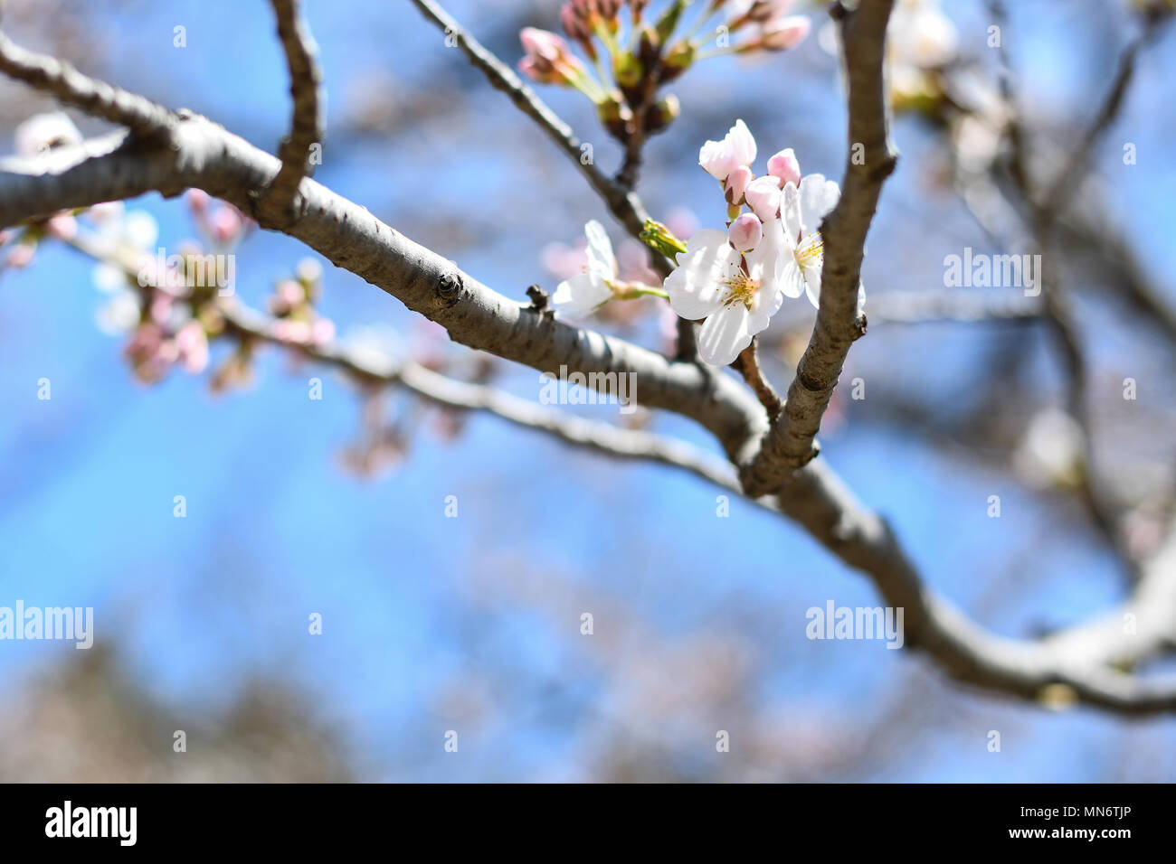 Cloud gardens toronto hi-res stock photography and images - Alamy