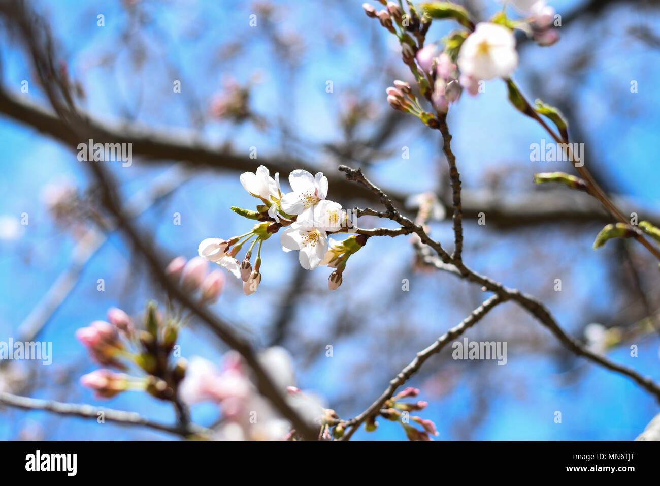 Cloud gardens toronto hi-res stock photography and images - Alamy