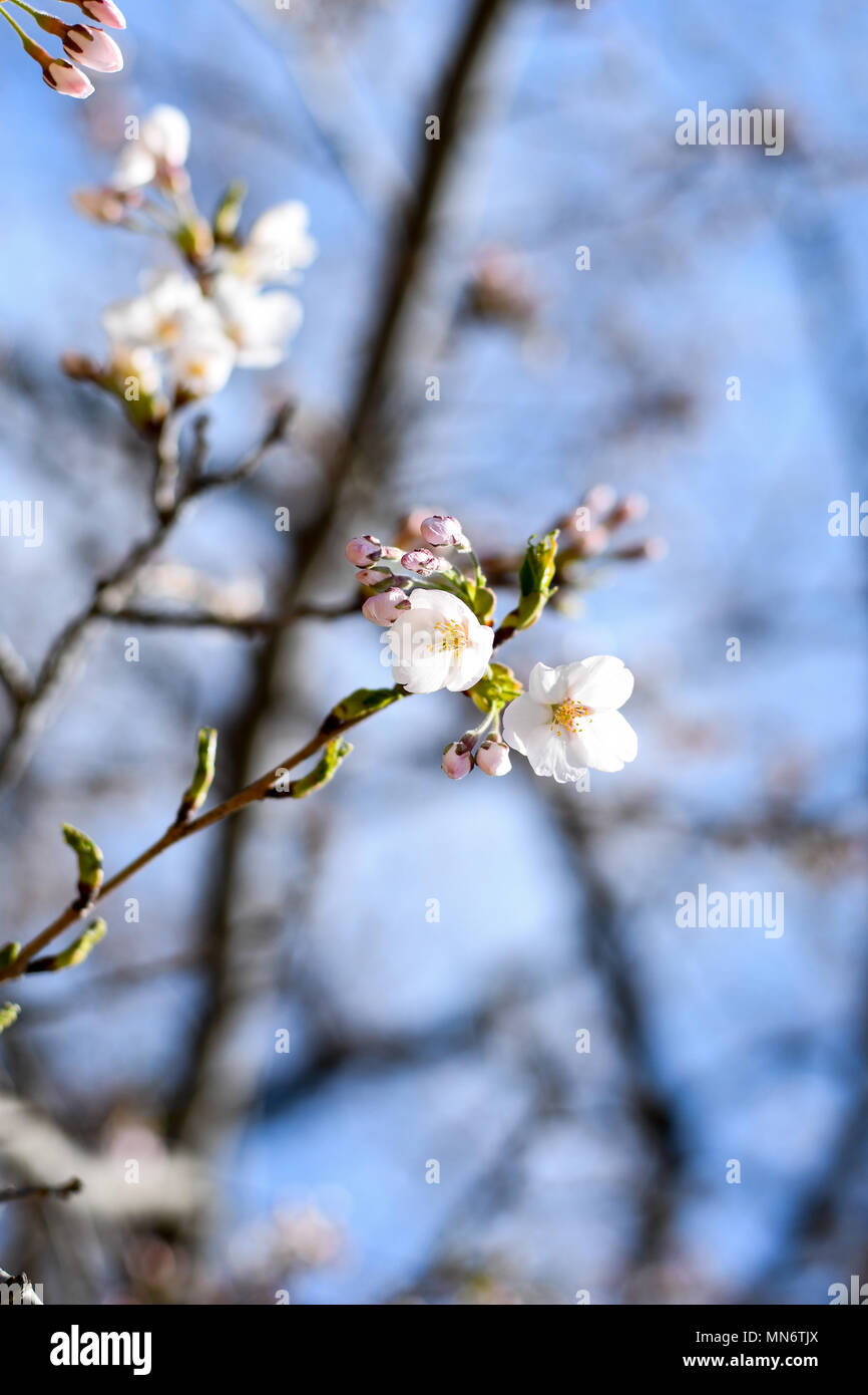 Cloud gardens toronto hi-res stock photography and images - Alamy
