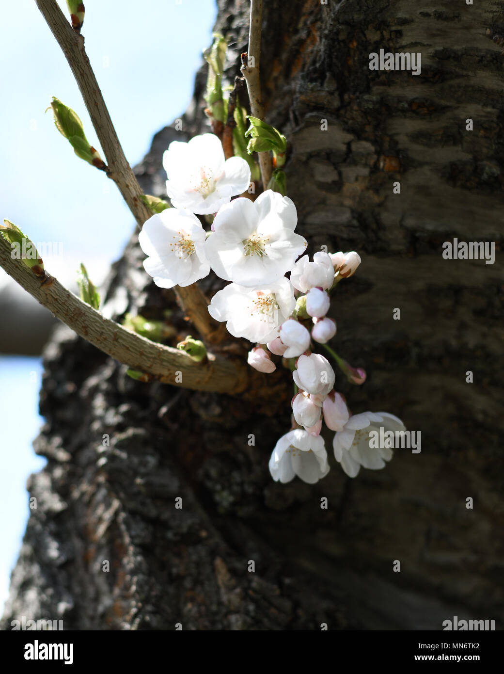 Cherry Blossoms in full bloom at High Park, Toronto Stock Photo - Alamy