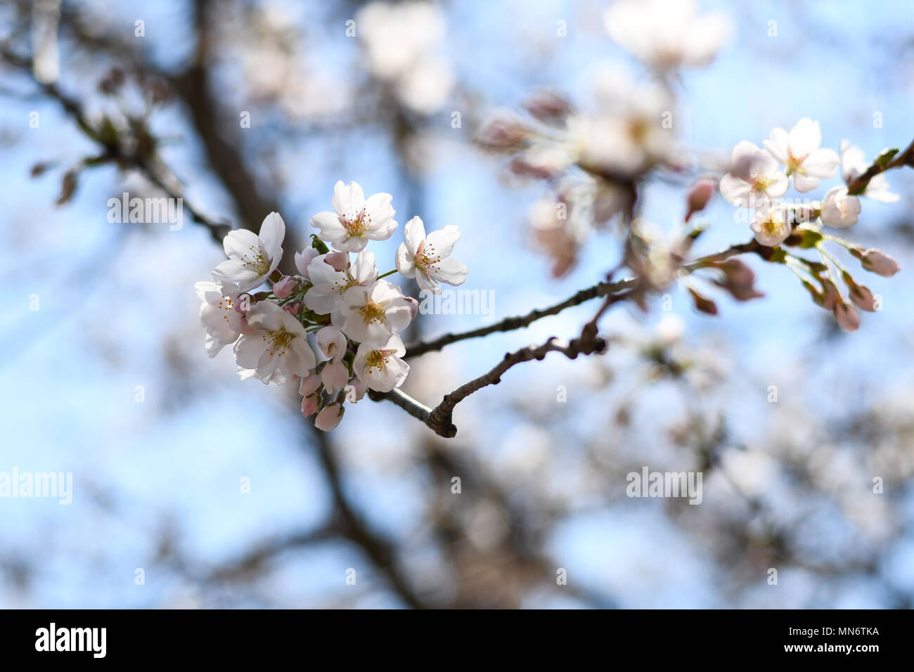Cherry Blossoms in full bloom at High Park, Toronto Stock Photo - Alamy
