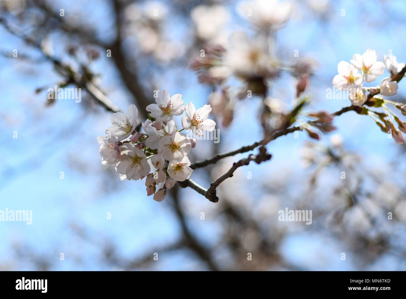 Cloud gardens toronto hi-res stock photography and images - Alamy