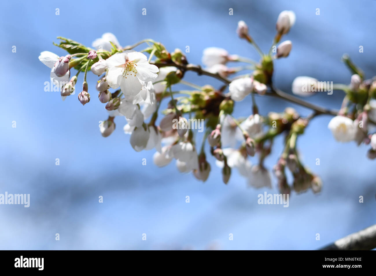 Cherry Blossoms in full bloom at High Park, Toronto Stock Photo - Alamy